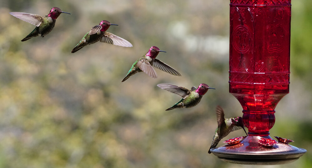 Hummingbird Feeder 3