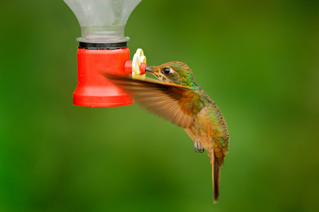 Hummingbird Feeder 2