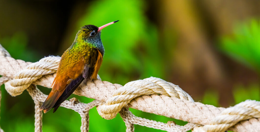 when do hummingbirds arrive in oklahoma?