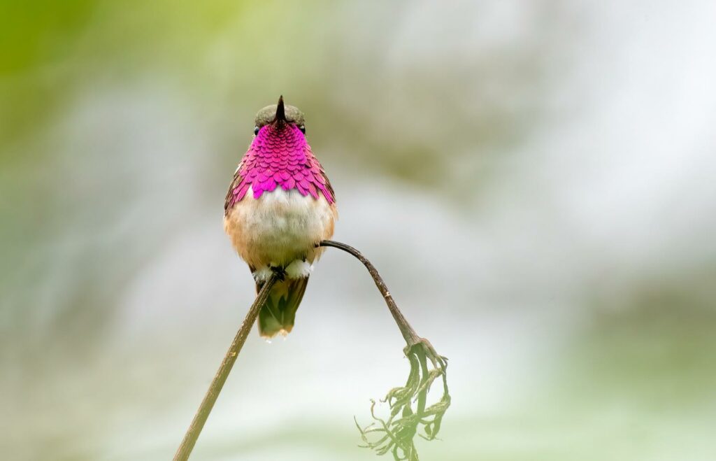 when do hummingbirds arrive in virginia