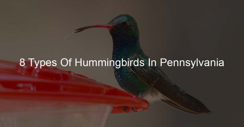 types of hummingbirds in pennsylvania