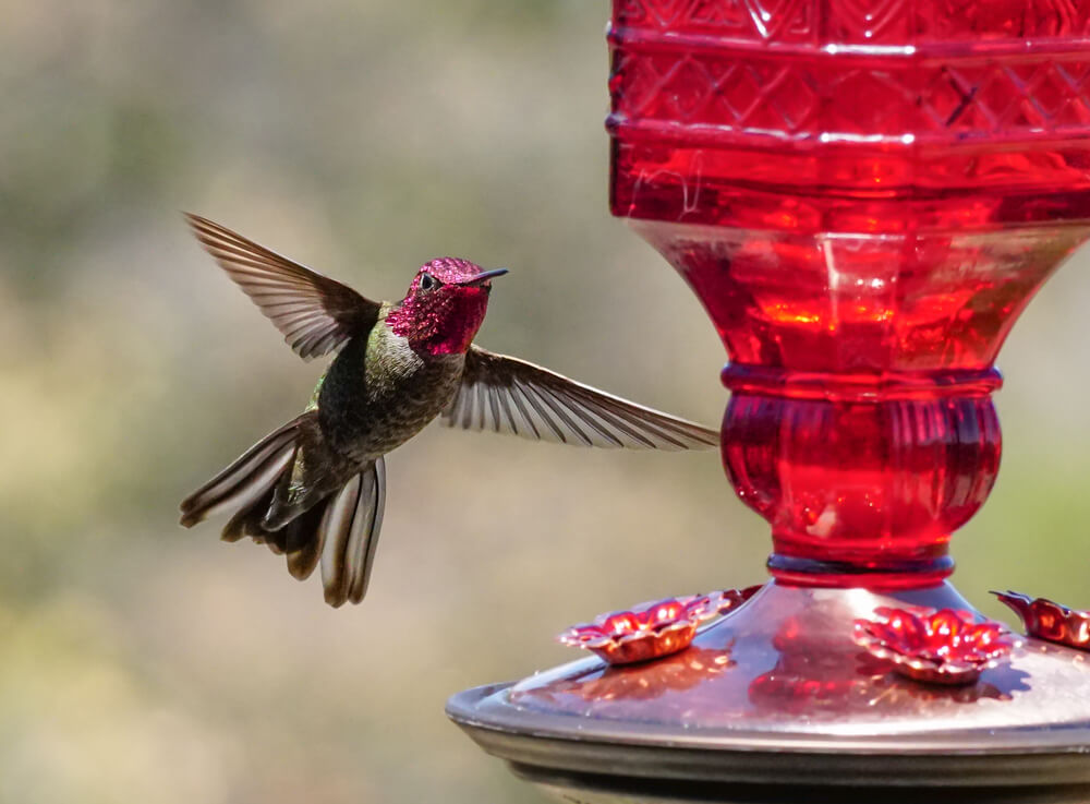 A Ruby Headed Hummingbird Hovering by a Feed