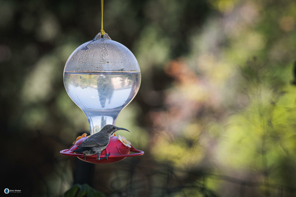 A hummingbird eats from a hummingbird feeder 2
