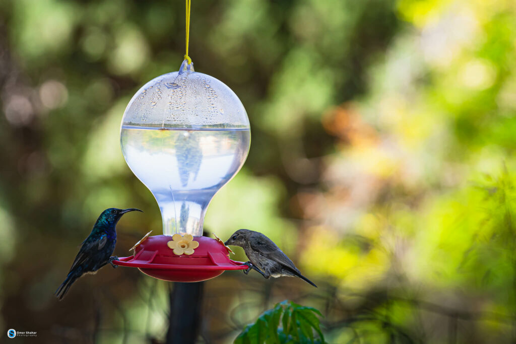 A hummingbird eats from a hummingbird feeder 3