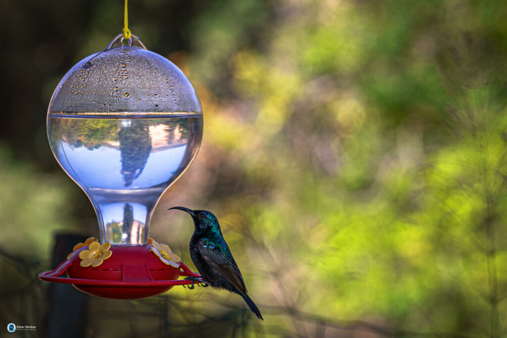 A hummingbird eats from a hummingbird feeder