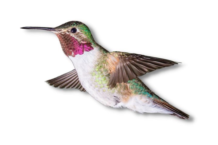 Broad-tailed Hummingbirds