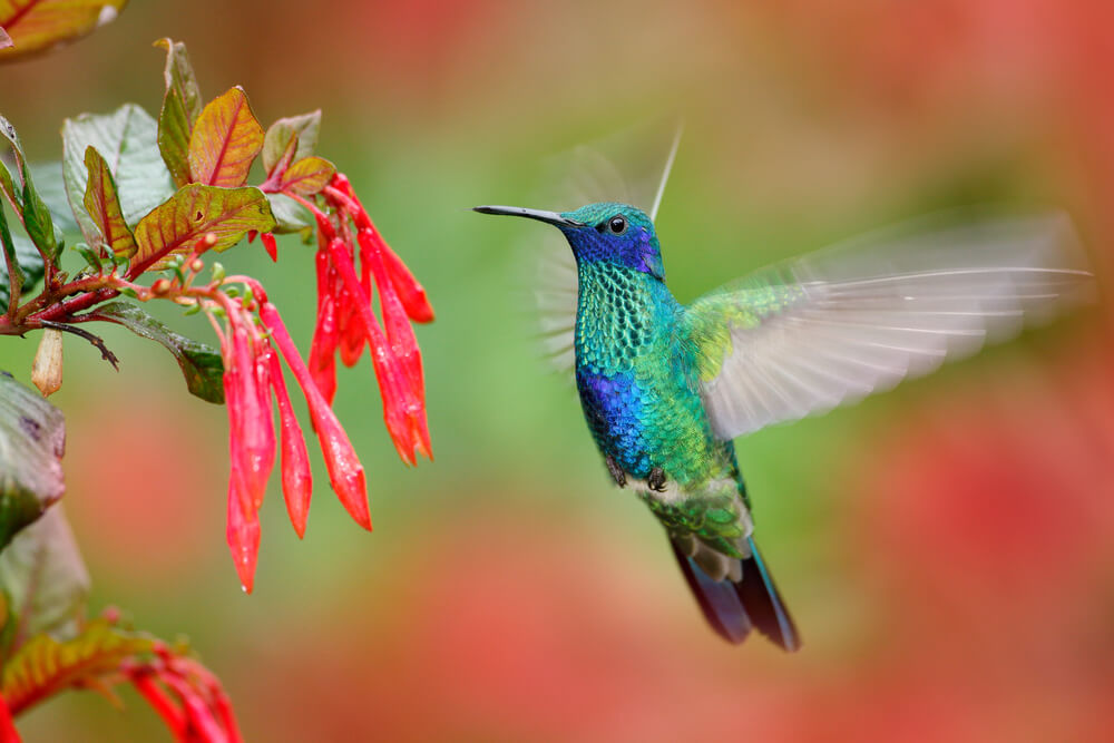 Green and blue hummingbird