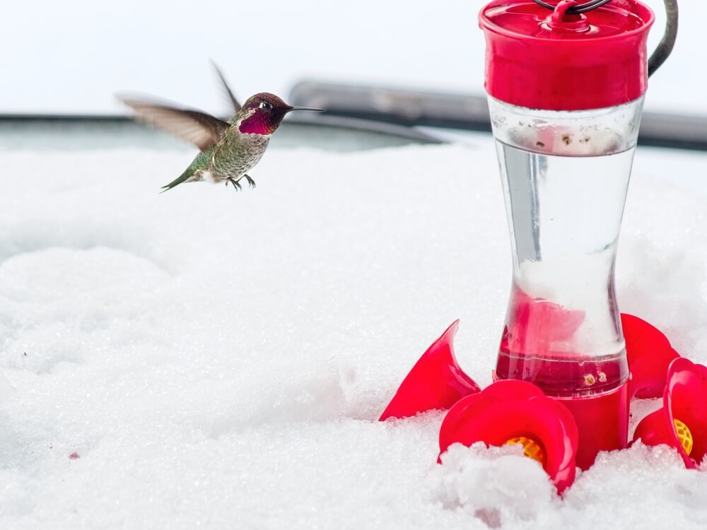 Hummingbird in snow