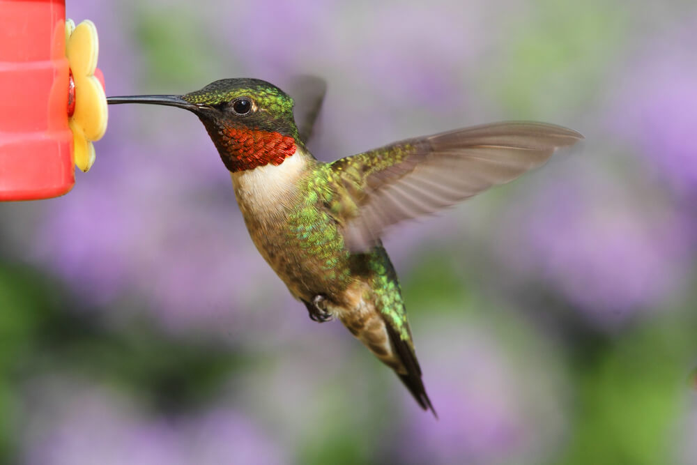 Scenic view of beautiful Hummingbird bird