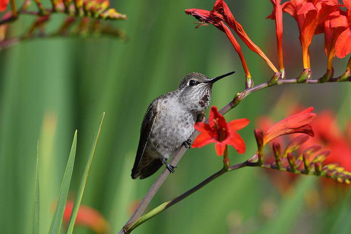can hummingbirds open their beaks
