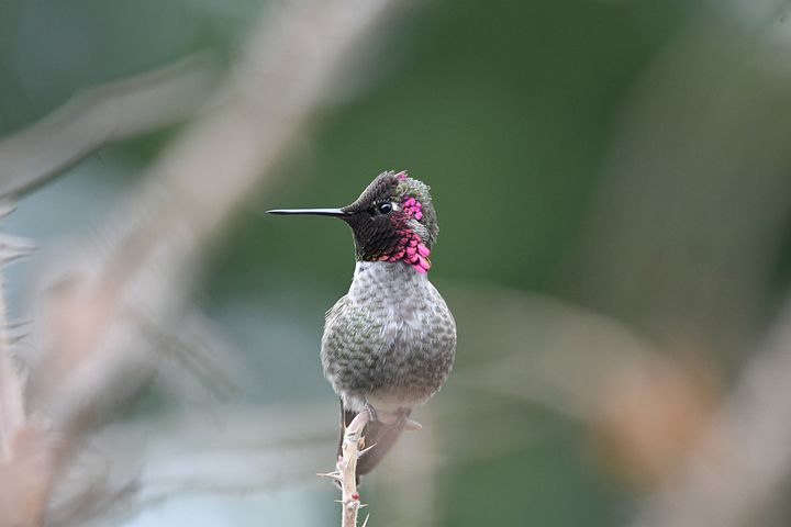 do hummingbirds like morning glories