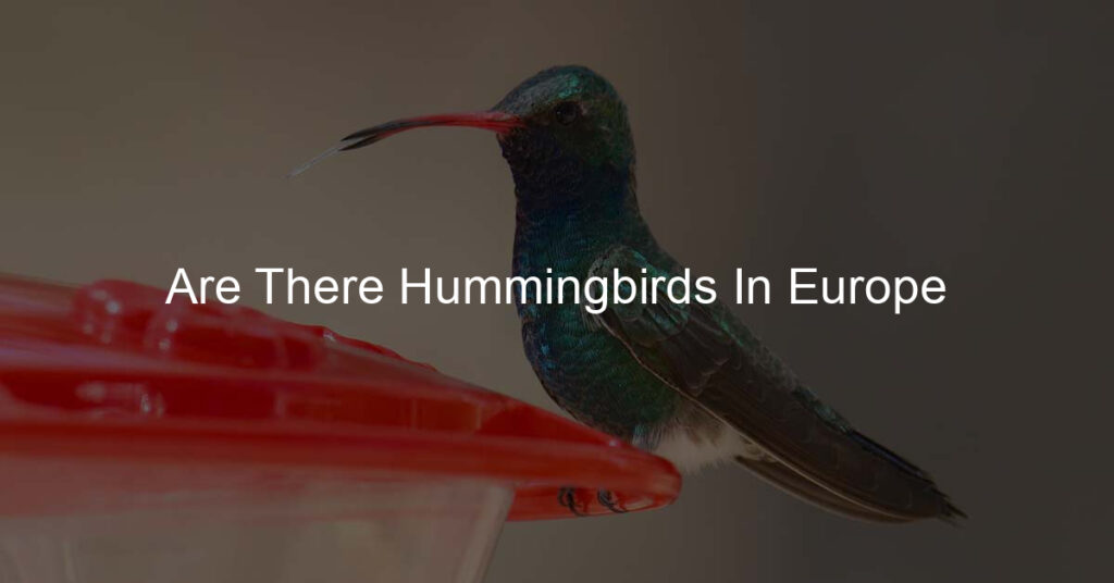 are there hummingbirds in europe