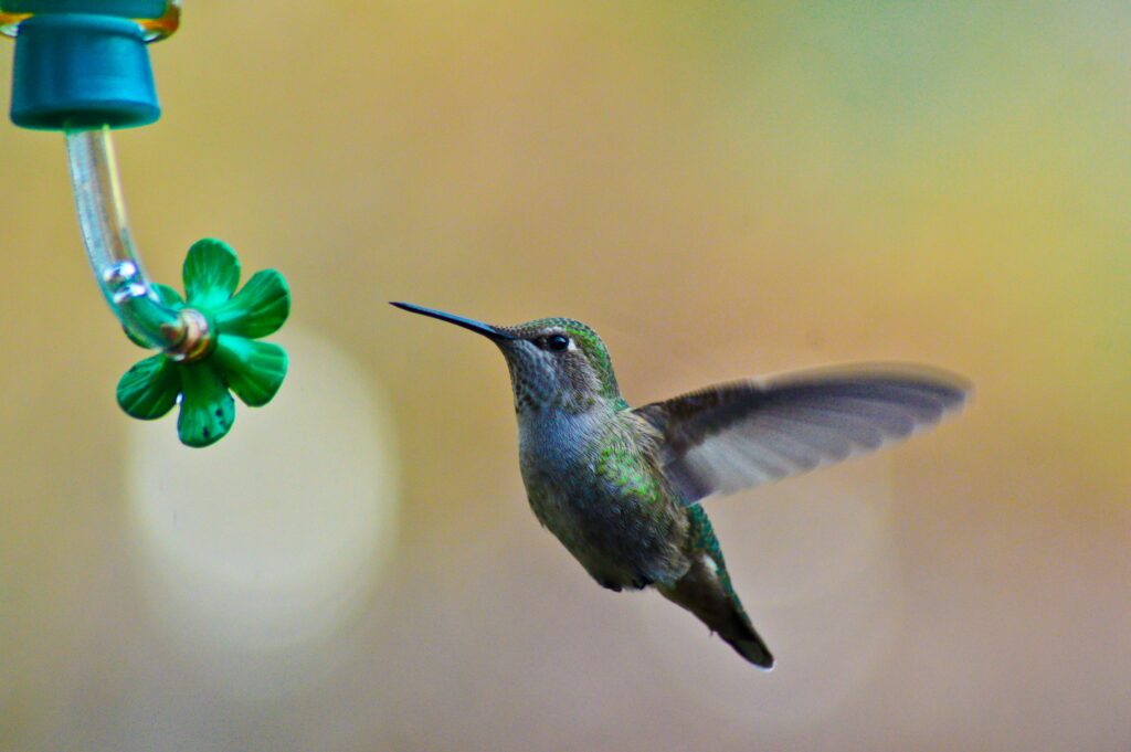 do hummingbirds like hibiscus