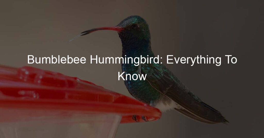 bumblebee hummingbird