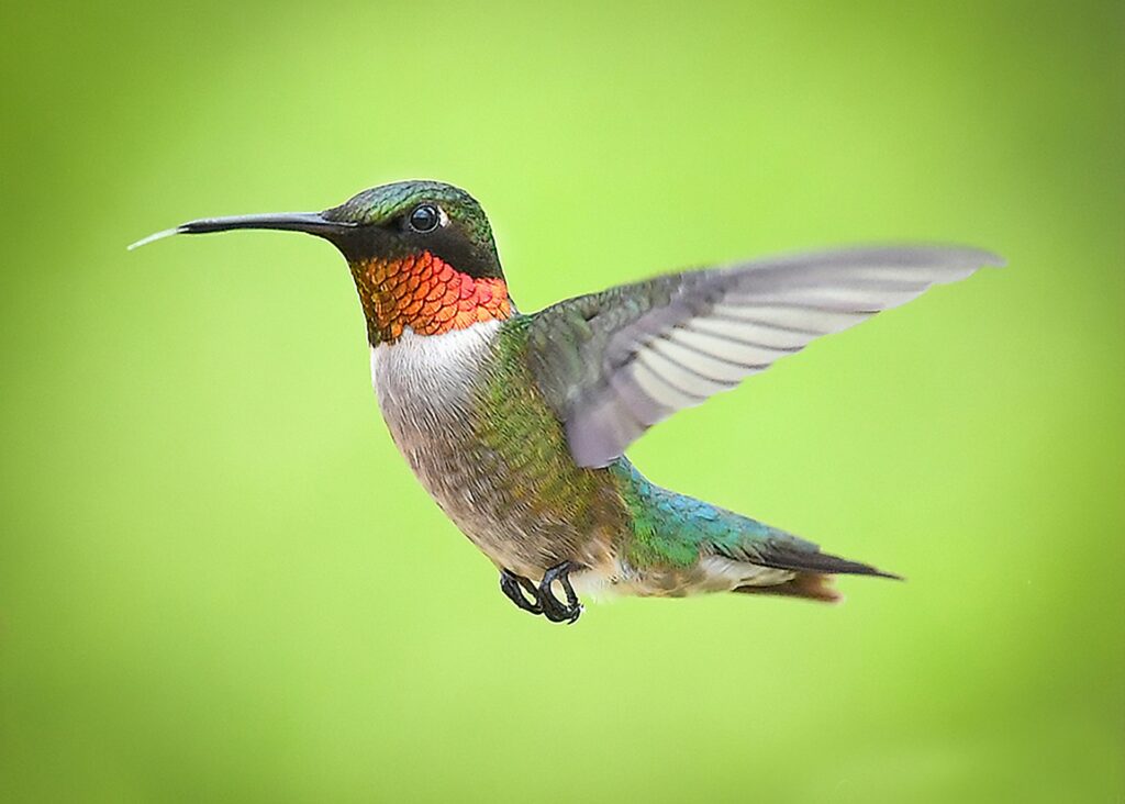 types of hummingbirds in washington state