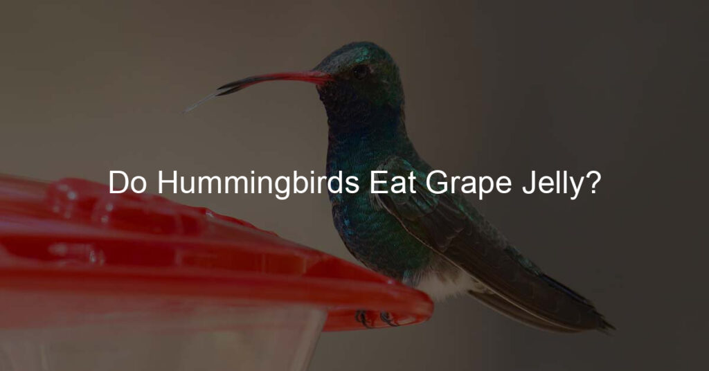 do hummingbirds eat grape jelly