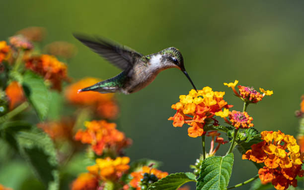 do hummingbirds fly in the rain