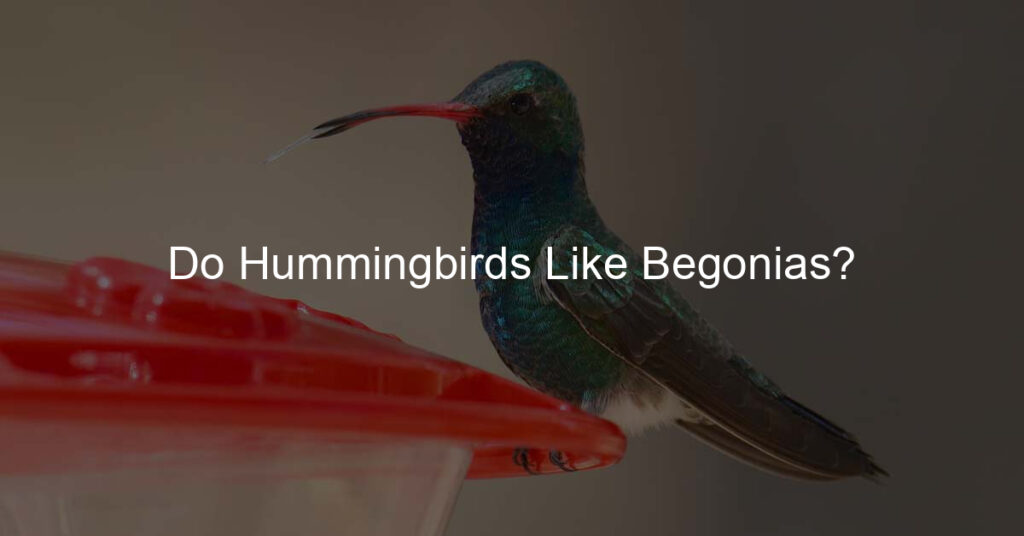 do hummingbirds like begonias