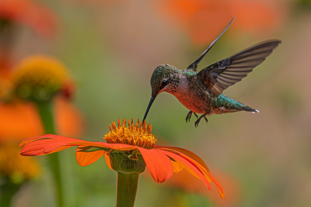 when do hummingbirds arrive in indiana