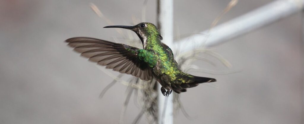 types of hummingbirds in Texas