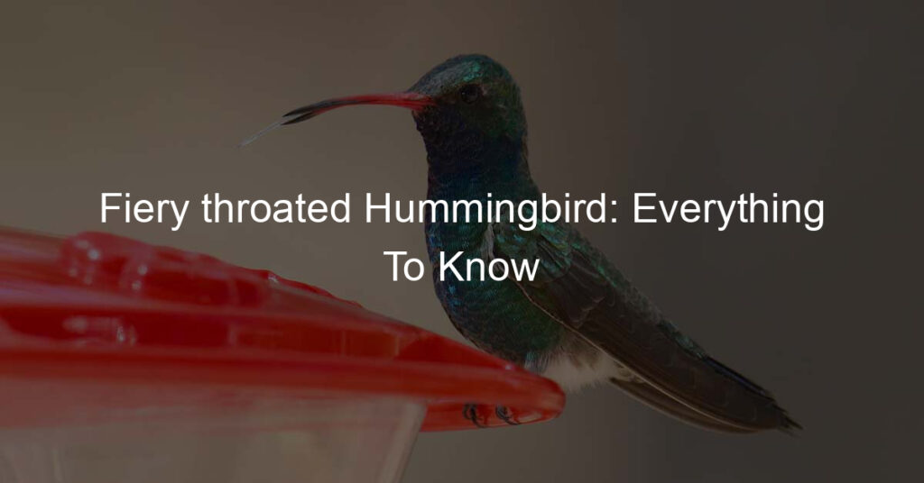 fiery throated hummingbird