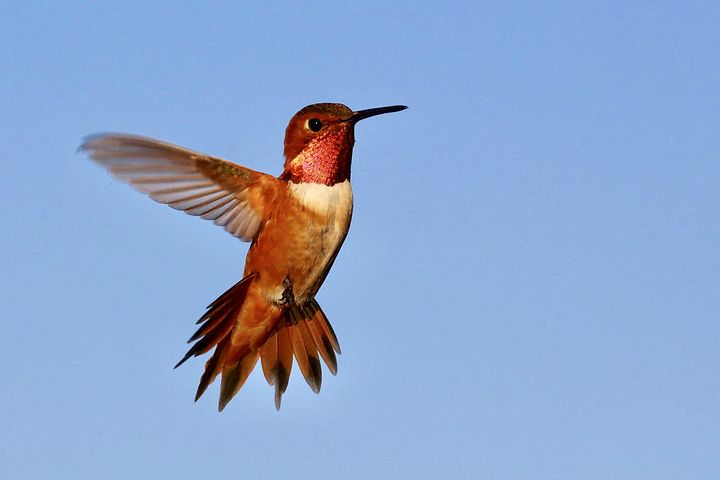 types of hummingbirds in wisconsin