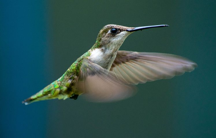 can you keep a hummingbird as a pet