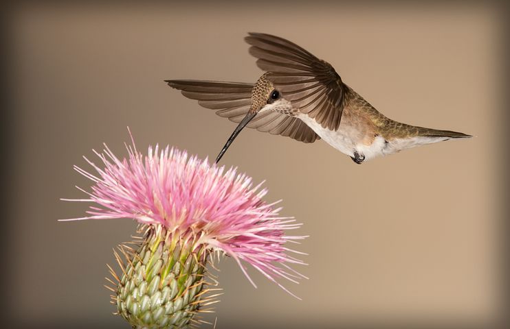 do hummingbirds molt