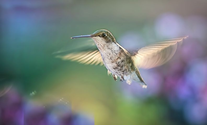 do hummingbirds use birdhouses