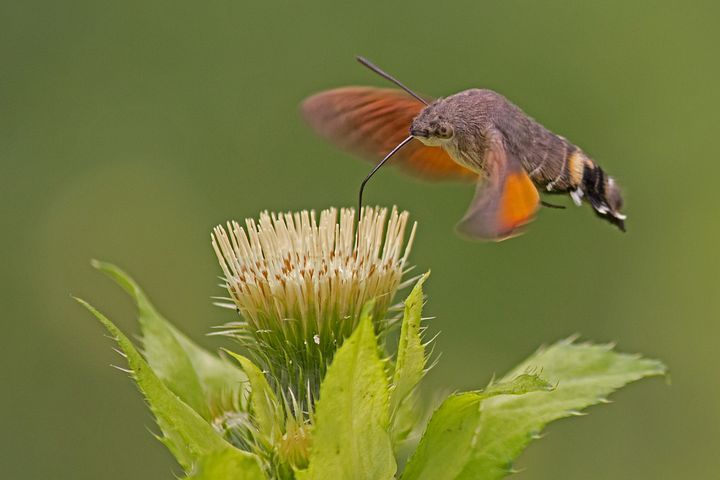 types of hummingbirds in wisconsin