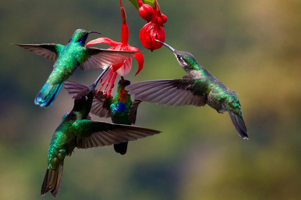 are hummingbirds attracted to red