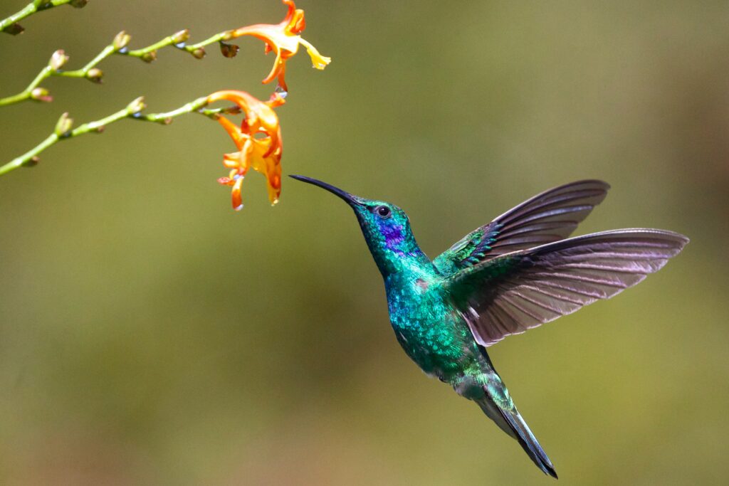 do hummingbirds like petunias