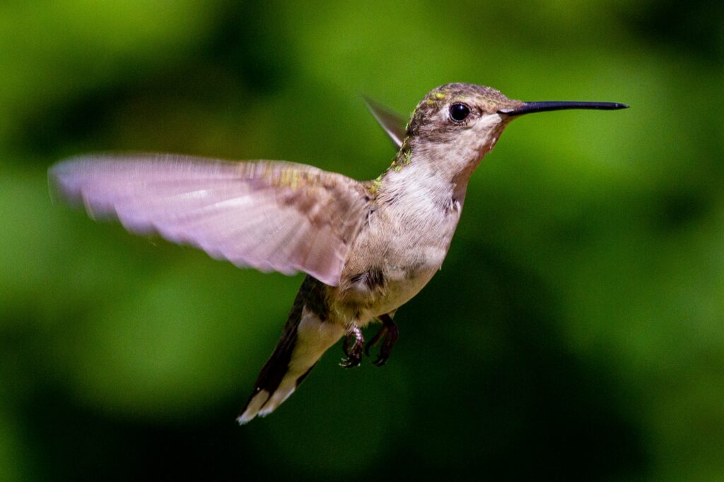 when do hummingbirds arrive in minnesota