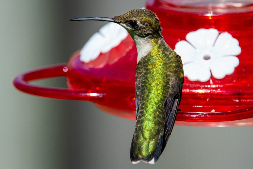 when do hummingbirds arrive in virginia