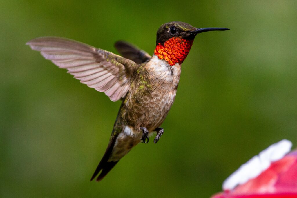 types of hummingbirds in virginia