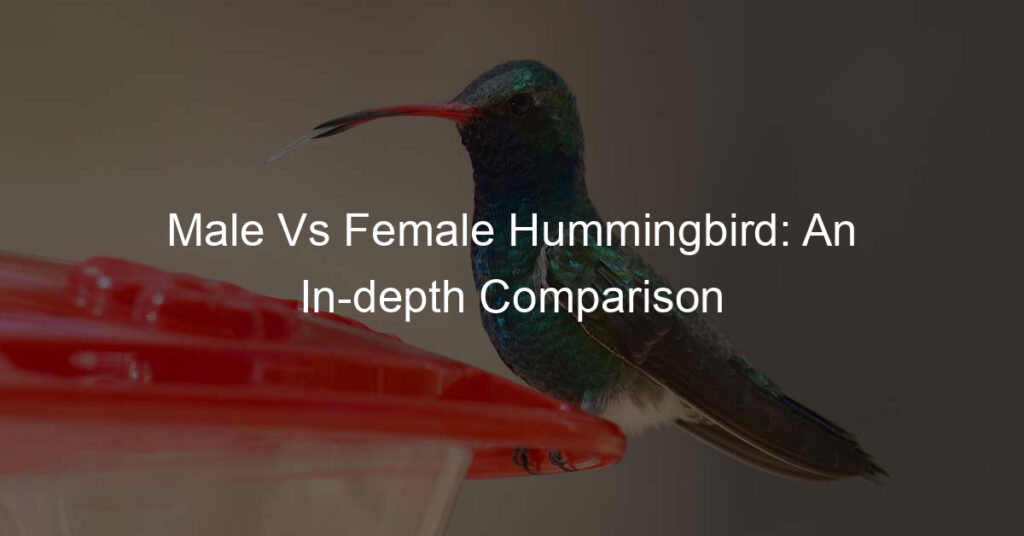 male vs female hummingbird