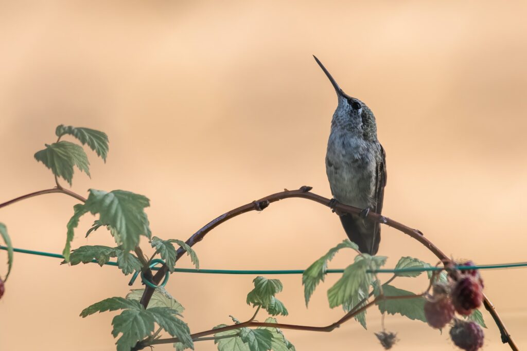 do hummingbirds recognize humans