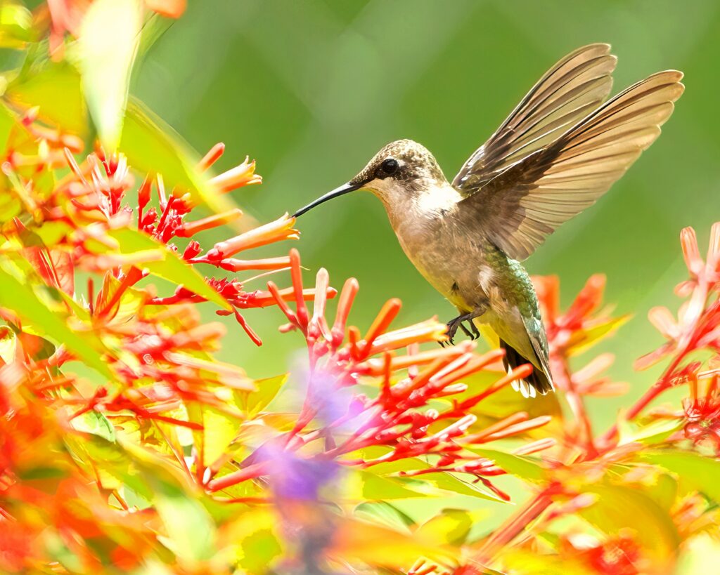 do hummingbirds eat bananas
