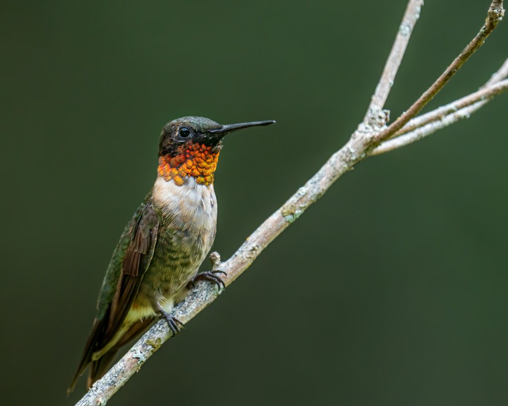 8 Types Of Hummingbirds In Ohio