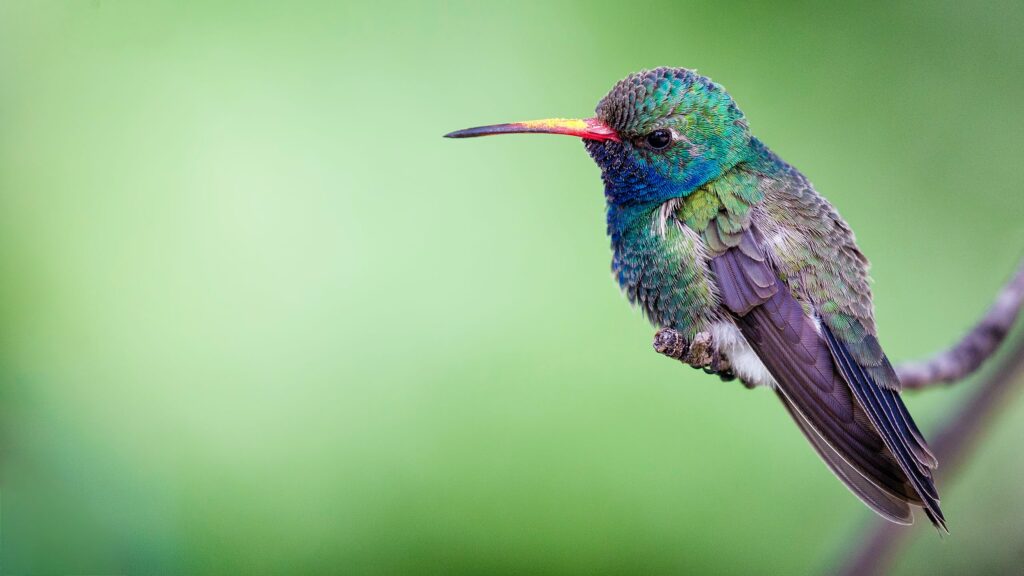how long do hummingbirds live