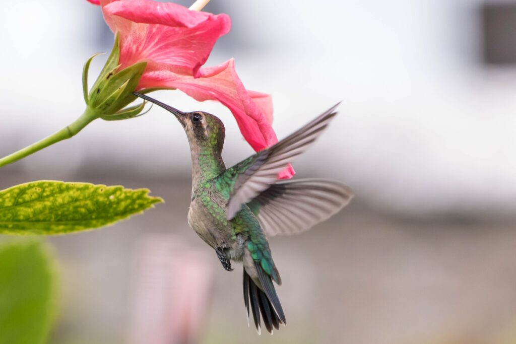 are there hummingbirds in europe