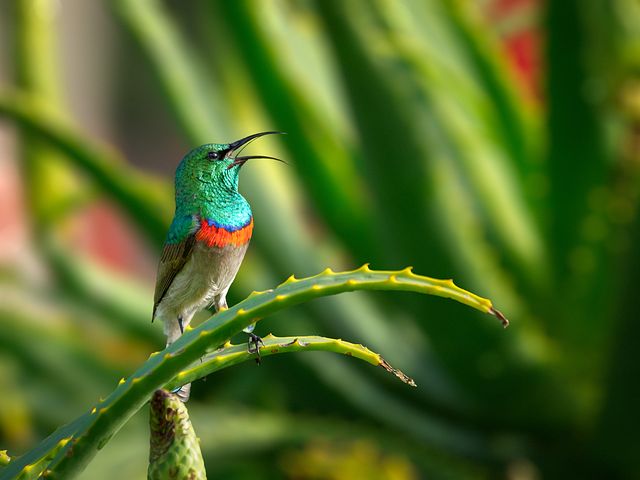 do hummingbirds change colors