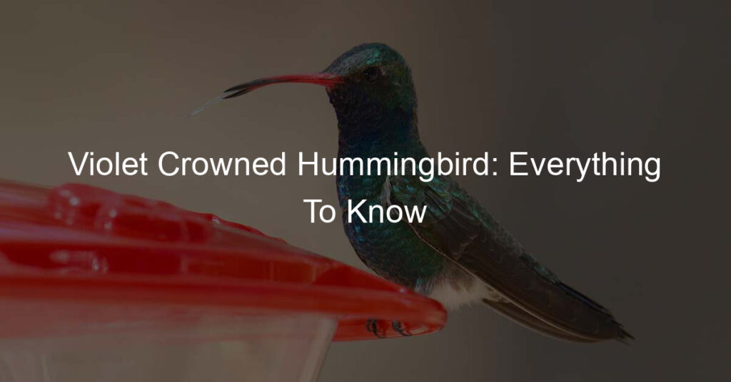 violet crowned hummingbird