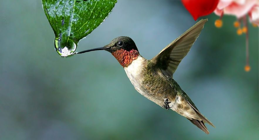 do hummingbirds eat oranges