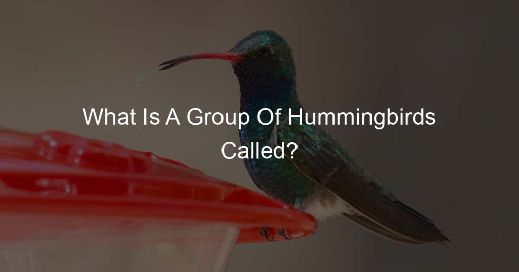 what is a group of hummingbirds called