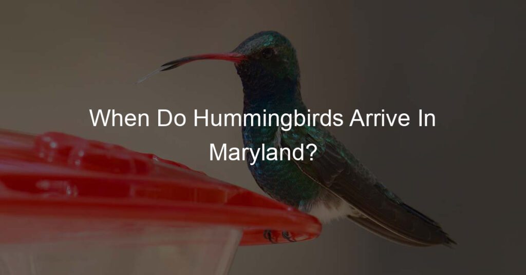 when do hummingbirds arrive in maryland