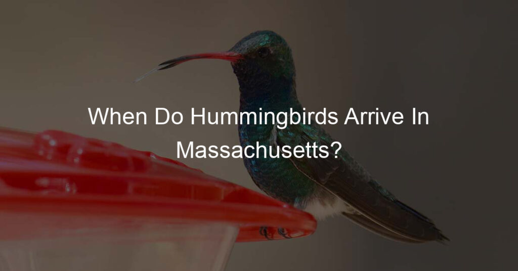 when do hummingbirds arrive in massachusetts