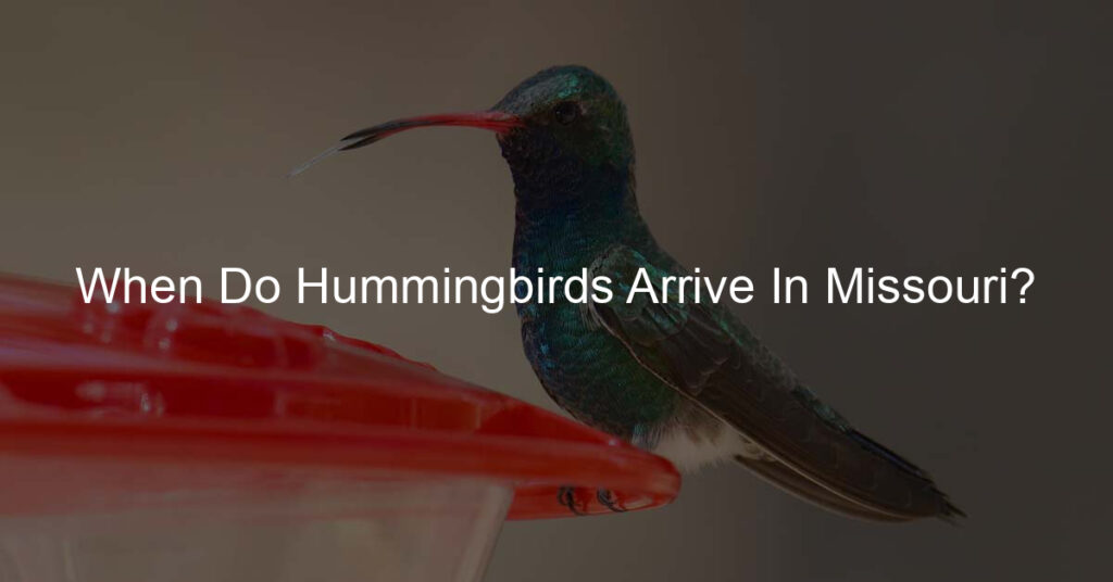 when do hummingbirds arrive in missouri