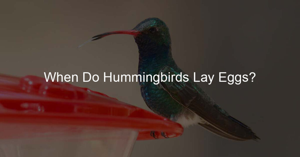 when do hummingbirds lay eggs