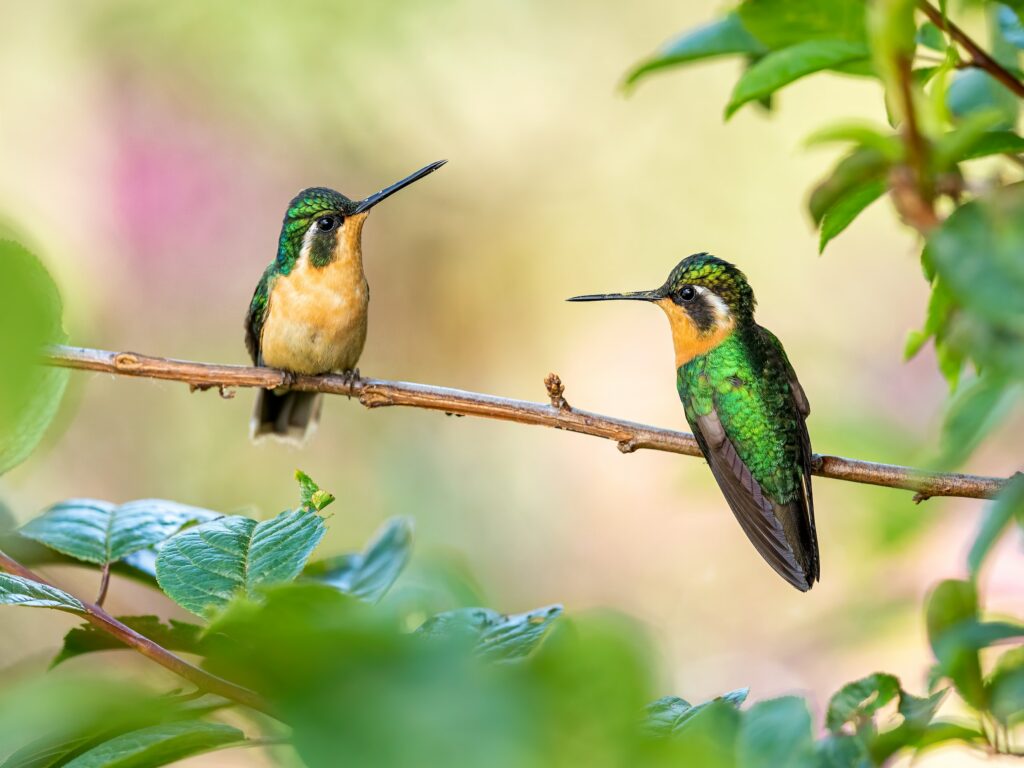types of hummingbirds in washington state